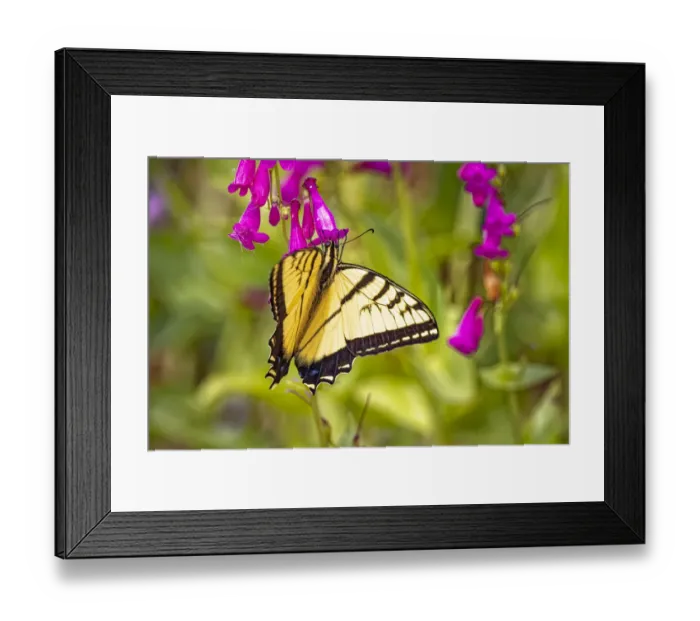 Framed Print : USA, Colorado, Fort Collins. Eastern tiger swallowtail close-up Framed Print : USA, Colorado, Fort Collins. Eastern tiger swallowtail close-up