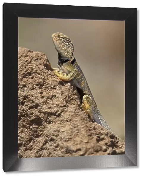 USA, California. Great basin or desert collared lizard on rock