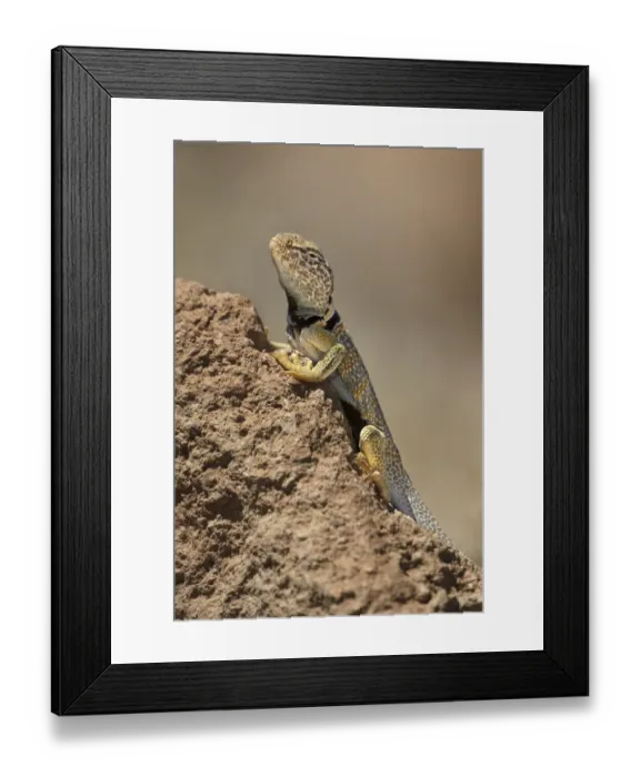 Framed Print : USA, California. Great basin or desert collared lizard on rock Framed Print : USA, California. Great basin or desert collared lizard on rock