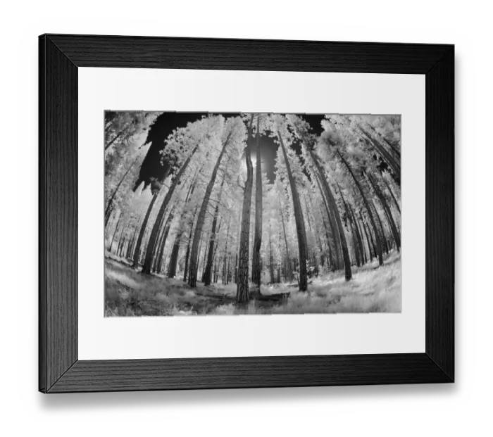 Framed Print : Infrared image of view up through trees, Yosemite National Park, California Framed Print : Infrared image of view up through trees, Yosemite National Park, California