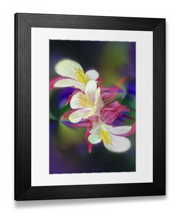 Framed Print : Columbine flower, Colorado Framed Print : Columbine flower, Colorado