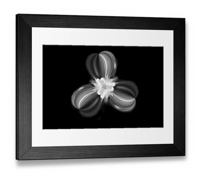 Framed Print : Black and white View Columbine flower, Colorado