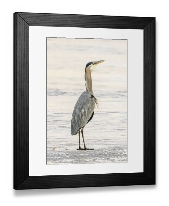 Framed Print : USA, Colorado, Longmont. Adult great blue heron swallowing fish Framed Print : USA, Colorado, Longmont. Adult great blue heron swallowing fish