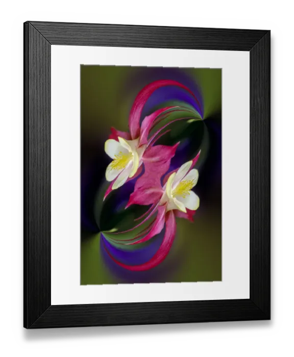 Framed Print : Columbine flower, Colorado Framed Print : Columbine flower, Colorado
