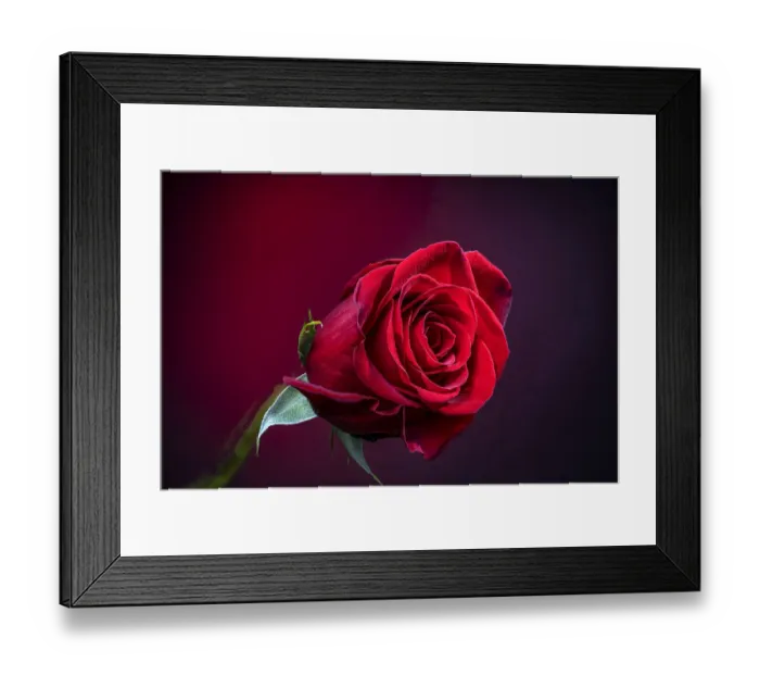Framed Print : USA, Colorado, Fort Collins. Close-up of red rose flower