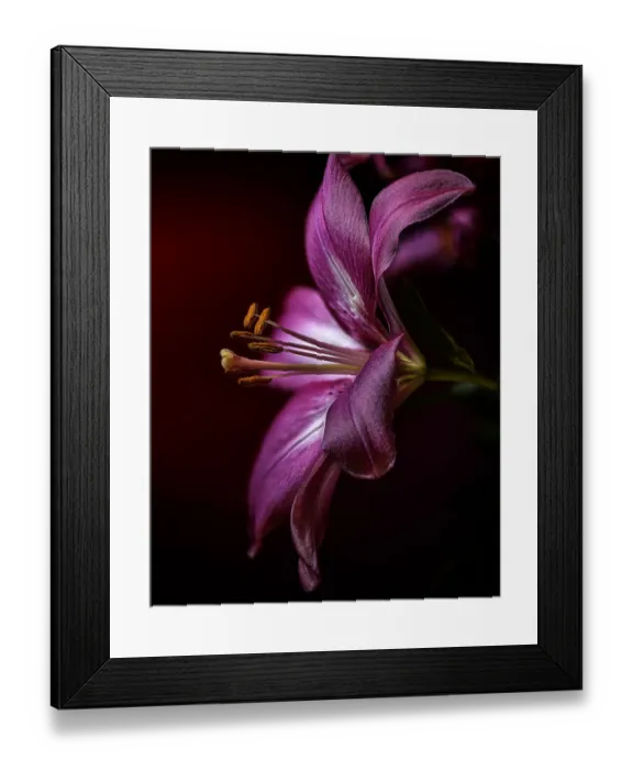 Framed Print : USA, Colorado, Fort Collins. Amaryllis flower close-up Framed Print : USA, Colorado, Fort Collins. Amaryllis flower close-up