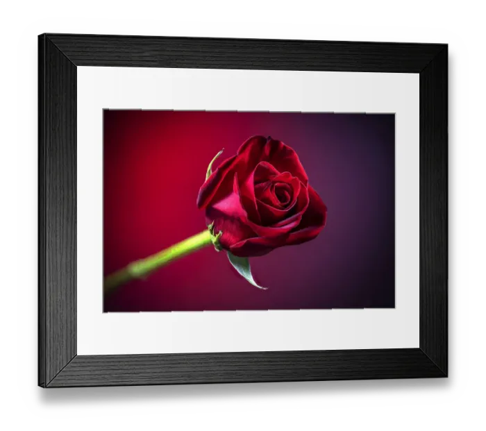 Framed Print : USA, Colorado, Fort Collins. Close-up of red rose flower