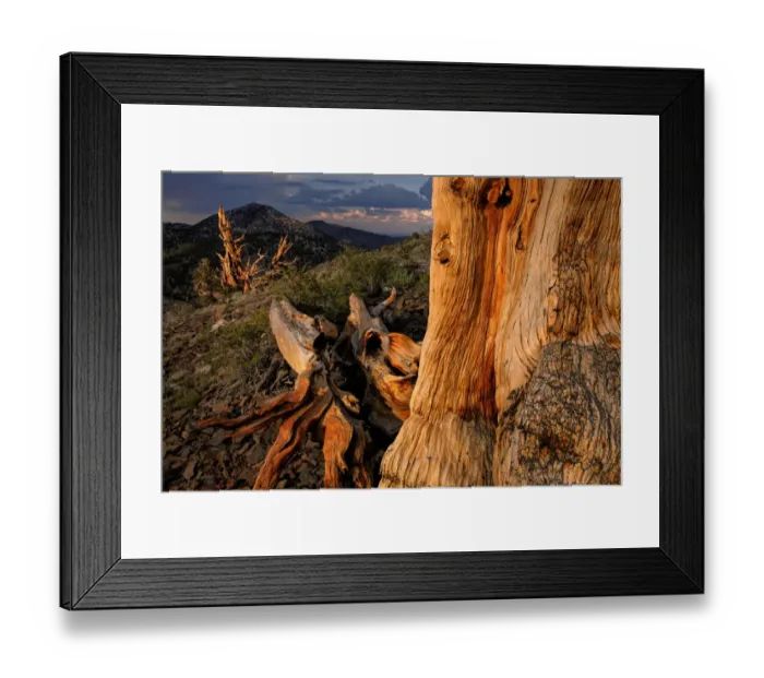 Framed Print : Bristlecone pine at sunset, White Mountains, Inyo National Forest, California Framed Print : Bristlecone pine at sunset, White Mountains, Inyo National Forest, California