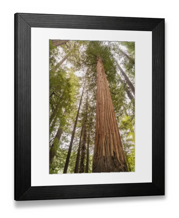 Framed Print : USA, California, Humboldt Redwoods State Park. Looking up at coastal redwood trees Framed Print : USA, California, Humboldt Redwoods State Park. Looking up at coastal redwood trees