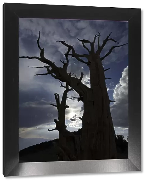Bristlecone pine silhouette at sunset, White Mountains, Inyo National Forest, California