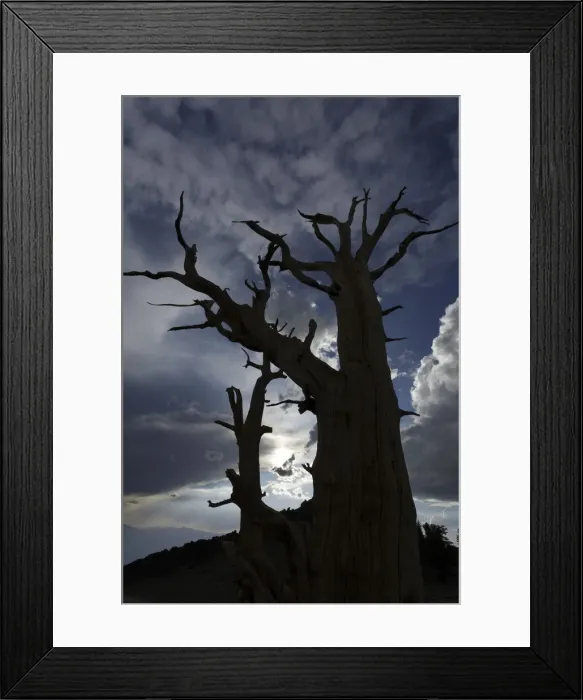 Framed Print : Bristlecone pine silhouette at sunset, White Mountains, Inyo National Forest, California Framed Print : Bristlecone pine silhouette at sunset, White Mountains, Inyo National Forest, California