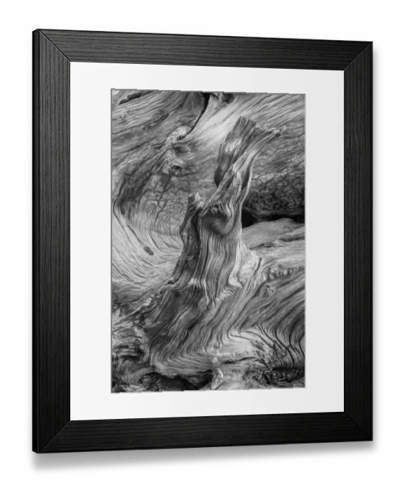 Framed Print : Pattern in wood of Bristlecone pine, White Mountains, Inyo National Forest, California Framed Print : Pattern in wood of Bristlecone pine, White Mountains, Inyo National Forest, California