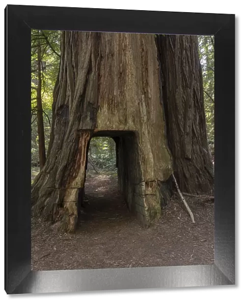 USA, California. Hiking tail carved through coastal redwood tree