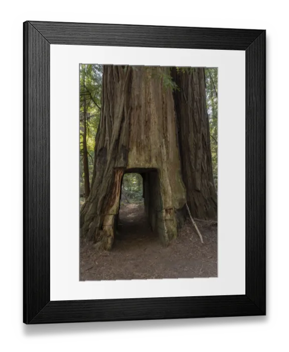 Framed Print : USA, California. Hiking tail carved through coastal redwood tree