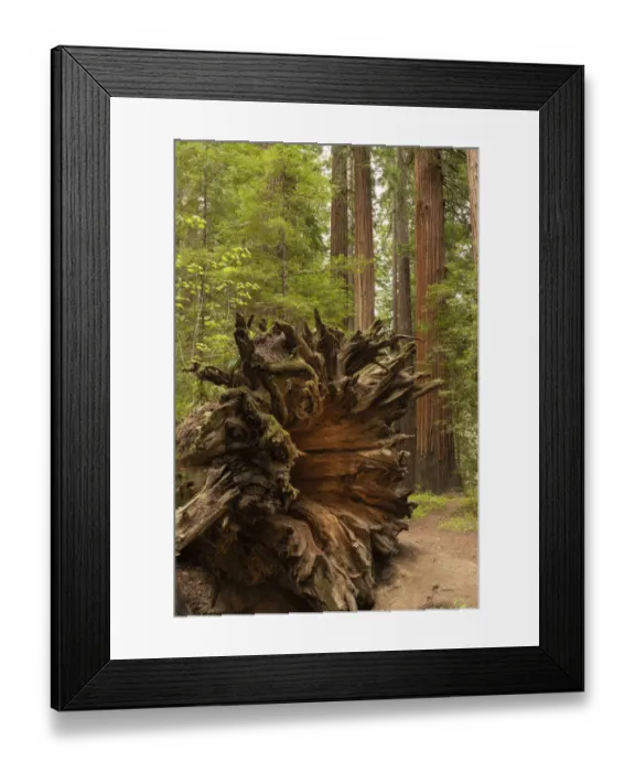 Framed Print : USA, California, Humboldt Redwoods State Park. Upturned roots of fallen coastal redwood tree Framed Print : USA, California, Humboldt Redwoods State Park. Upturned roots of fallen coastal redwood tree