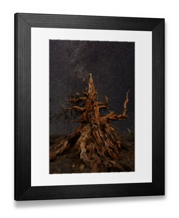 Framed Print : Bristlecone pine and Milky Way, White Mountains, Inyo National Forest, California Framed Print : Bristlecone pine and Milky Way, White Mountains, Inyo National Forest, California