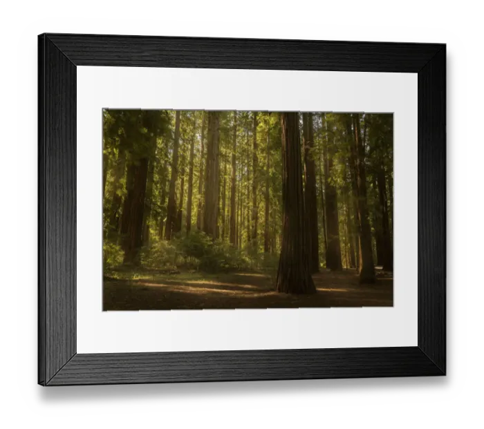 Framed Print : USA, California. Sun streaks on floor of coastal redwood forest Framed Print : USA, California. Sun streaks on floor of coastal redwood forest