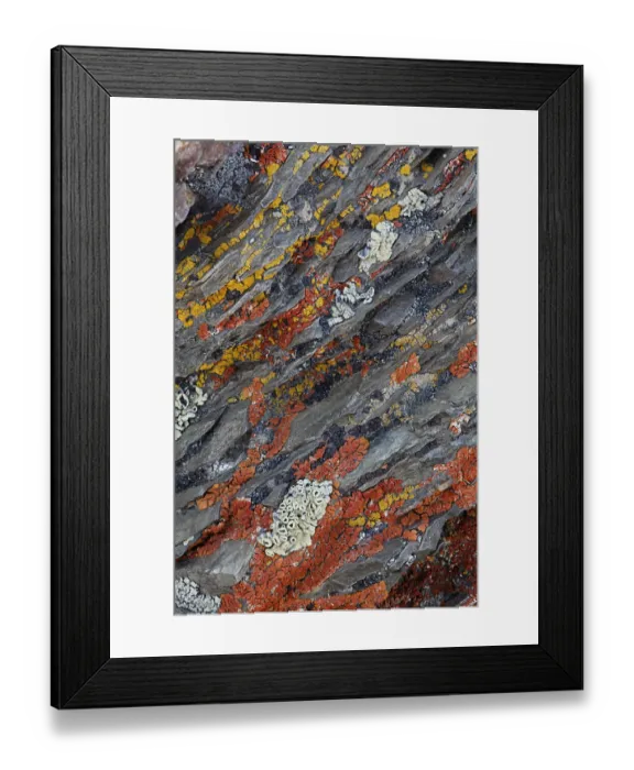 Framed Print : Colorful red and yellow lichens on rocks, eastern Sierra Range, California Framed Print : Colorful red and yellow lichens on rocks, eastern Sierra Range, California