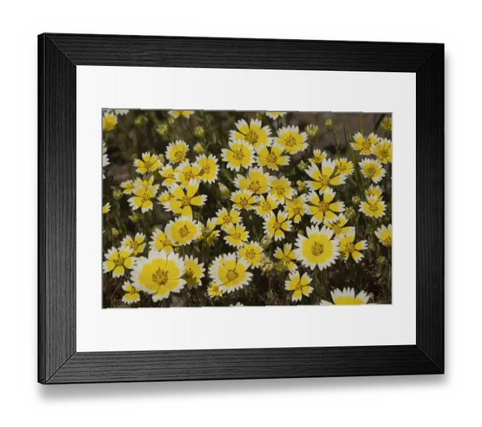 Framed Print : USA, California. Tidy tips bloom in spring