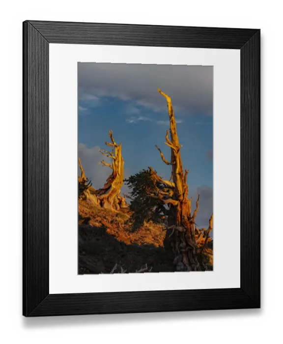 Framed Print : Bristlecone pine at sunset, White Mountains, Inyo National Forest, California Framed Print : Bristlecone pine at sunset, White Mountains, Inyo National Forest, California