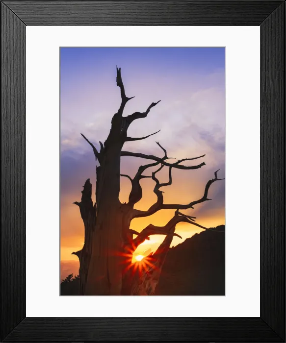 Framed Print : Bristlecone pine silhouetted at sunset, White Mountains, Inyo National Forest, California Framed Print : Bristlecone pine silhouetted at sunset, White Mountains, Inyo National Forest, California