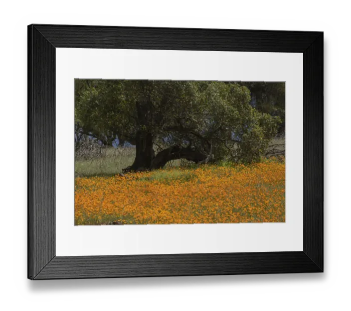 Framed Print : USA, California. Poppies and tree scenic Framed Print : USA, California. Poppies and tree scenic