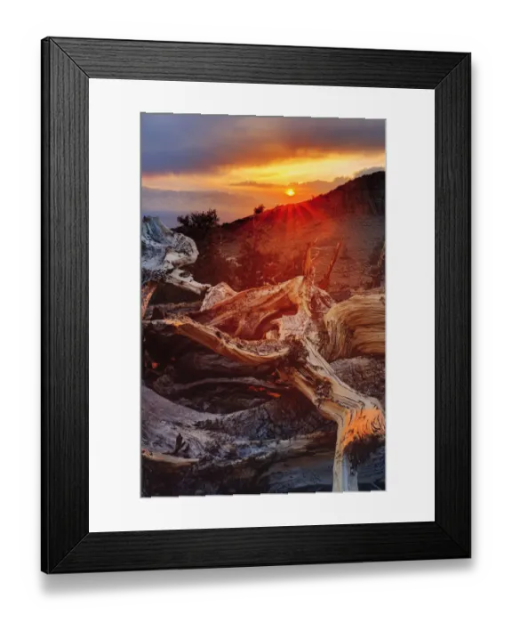 Framed Print : Bristlecone pine at sunset, White Mountains, Inyo National Forest, California Framed Print : Bristlecone pine at sunset, White Mountains, Inyo National Forest, California
