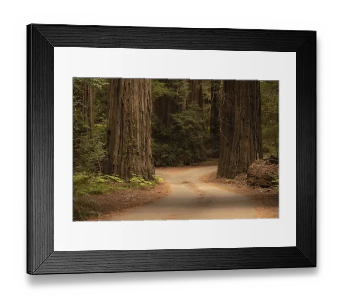 Framed Print : USA, California, Jedediah Smith Redwoods State Park. Dirt road winds through old growth coastal redwood trees Framed Print : USA, California, Jedediah Smith Redwoods State Park. Dirt road winds through old growth coastal redwood trees