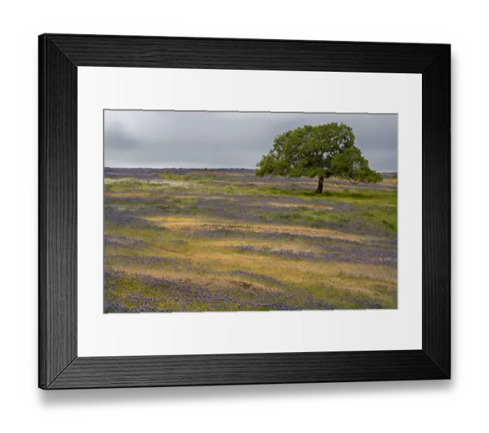 Framed Print : USA, California, North Table Mountain. Sunset on field of wildflowers and cattle Framed Print : USA, California, North Table Mountain. Sunset on field of wildflowers and cattle