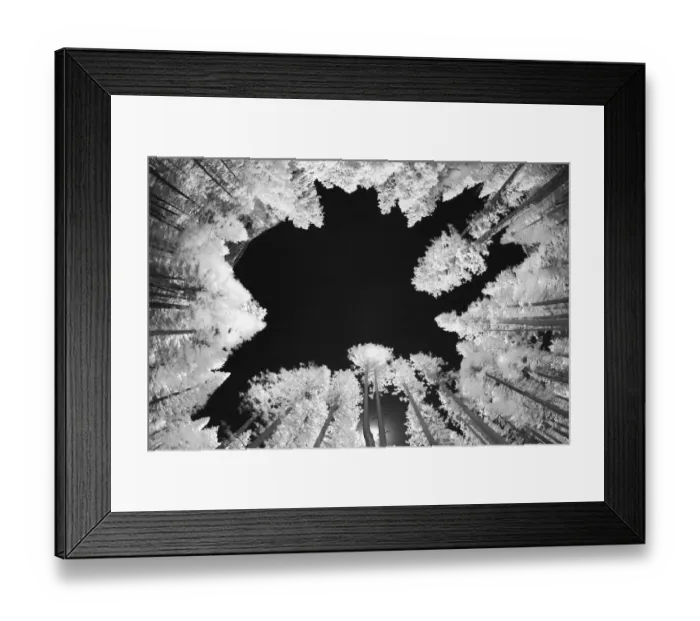 Framed Print : Infrared image of view up through trees, Yosemite National Park, California Framed Print : Infrared image of view up through trees, Yosemite National Park, California