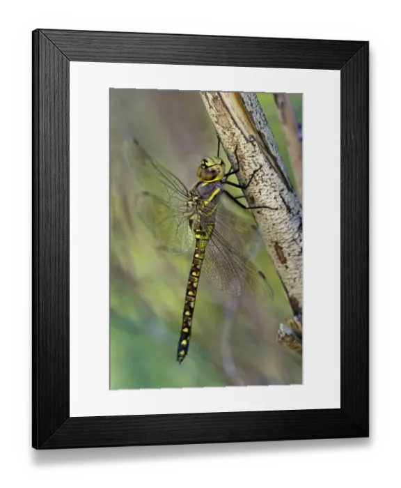 Framed Print : USA, California. Female heteromorph paddle-tailed darner on branch Framed Print : USA, California. Female heteromorph paddle-tailed darner on branch