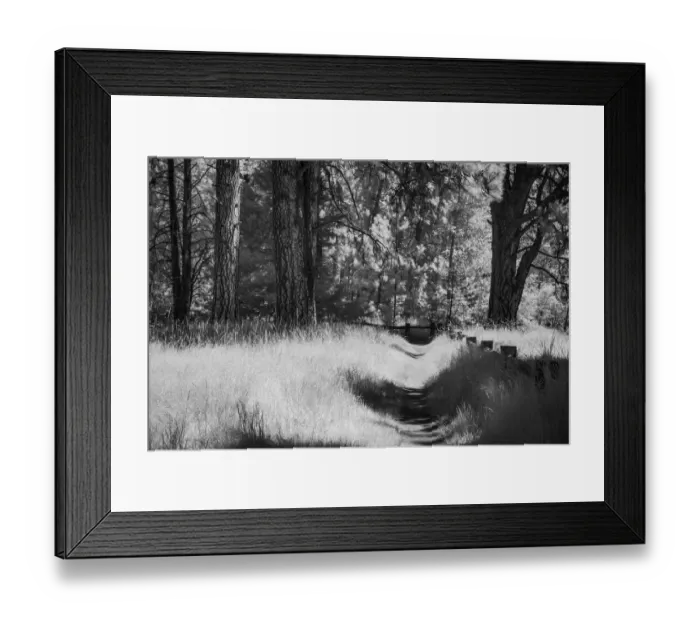 Framed Print : Walkway though forest in black and white, Yosemite National Park, California