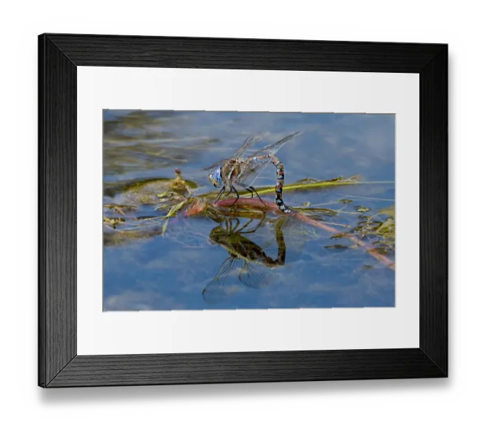 Framed Print : USA, California, Lassen County. Female California darner lays eggs on plant in creek