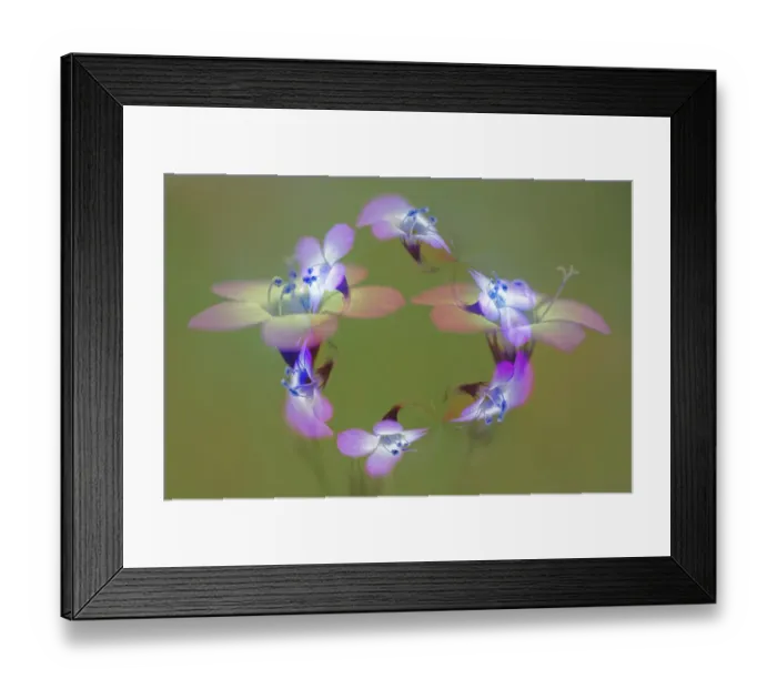 Framed Print : Abstract of Davy Gilia flowers, Antelope Valley California Poppy Preserve, Lancaster, California
