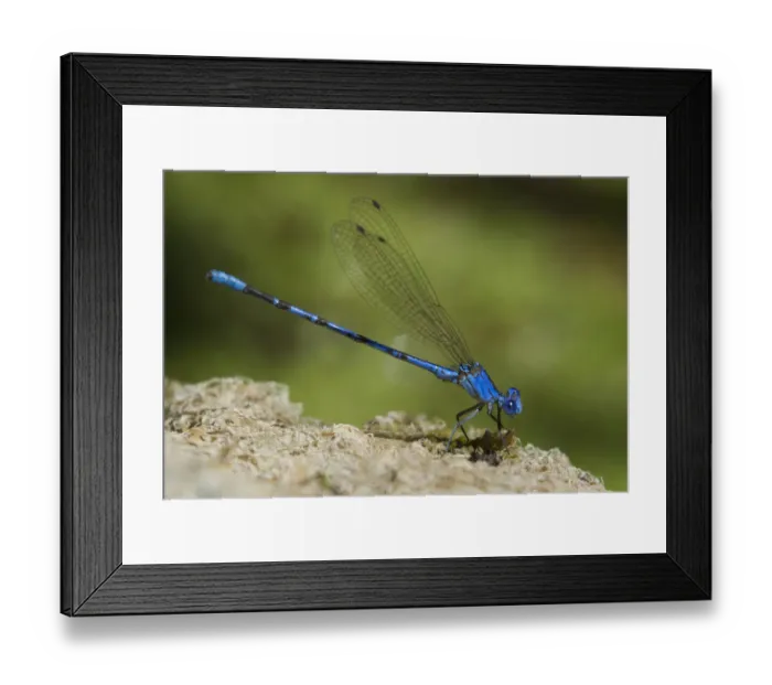 Framed Print : USA, California, Los Angeles County. Male vivid dancer damselfly on rock Framed Print : USA, California, Los Angeles County. Male vivid dancer damselfly on rock