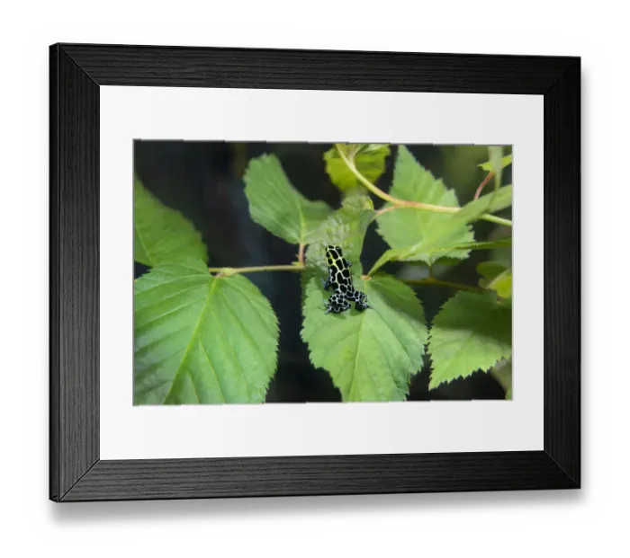 Framed Print : USA, California, Long Beach Aquarium. Captive variable poison arrow frog on leaf