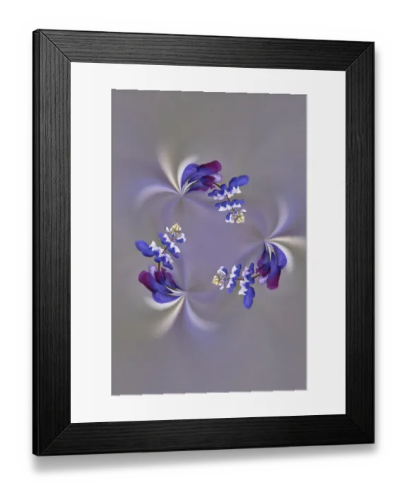 Framed Print : Lupine flower, Napa Valley, California