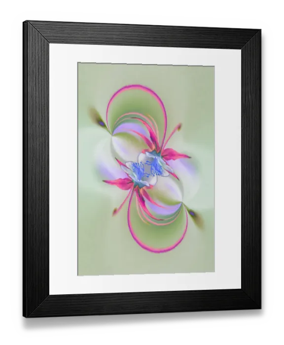 Framed Print : Columbine flower, Colorado Framed Print : Columbine flower, Colorado