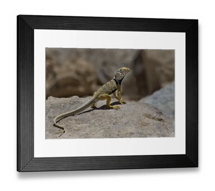 Framed Print : USA, California. Great basin or desert collared lizard on rock Framed Print : USA, California. Great basin or desert collared lizard on rock