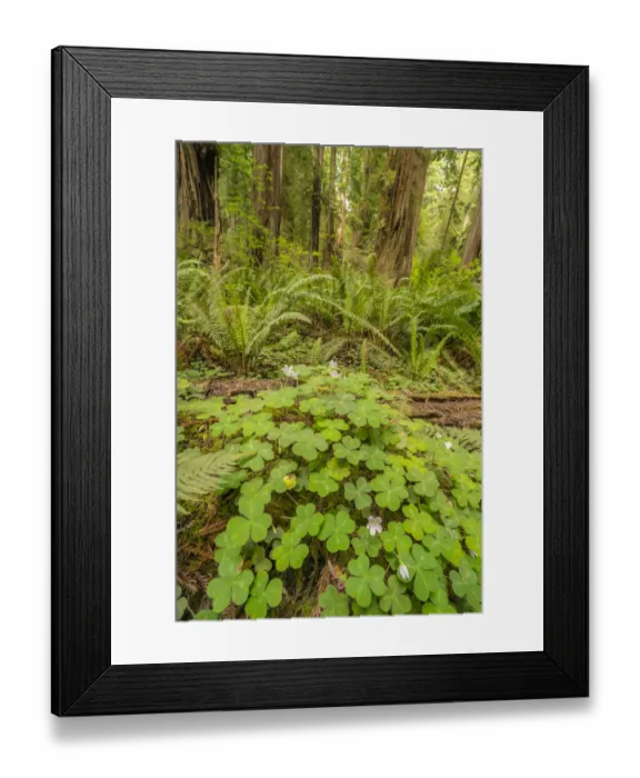 Framed Print : USA, California, Jedediah Smith Redwoods State Park. Oxalis and redwood trees scenic Framed Print : USA, California, Jedediah Smith Redwoods State Park. Oxalis and redwood trees scenic
