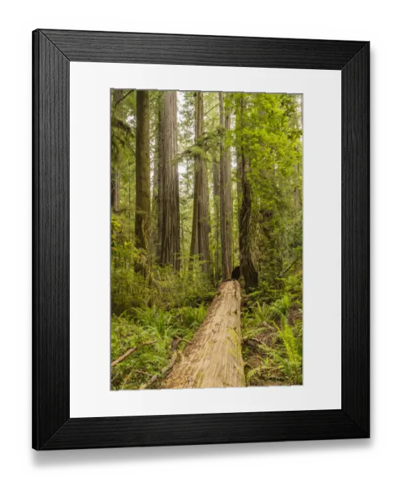 Framed Print : USA, California, Jedediah Smith Redwoods State Park. Redwood trees and fern scenic Framed Print : USA, California, Jedediah Smith Redwoods State Park. Redwood trees and fern scenic