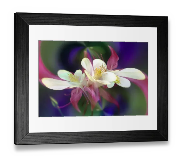 Framed Print : Columbine flower, Colorado