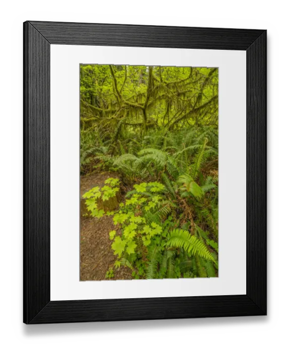 Framed Print : USA, California, Jedediah Smith Redwoods State Park. Scenic with oxalis, fern and mossy tree limbs Framed Print : USA, California, Jedediah Smith Redwoods State Park. Scenic with oxalis, fern and mossy tree limbs