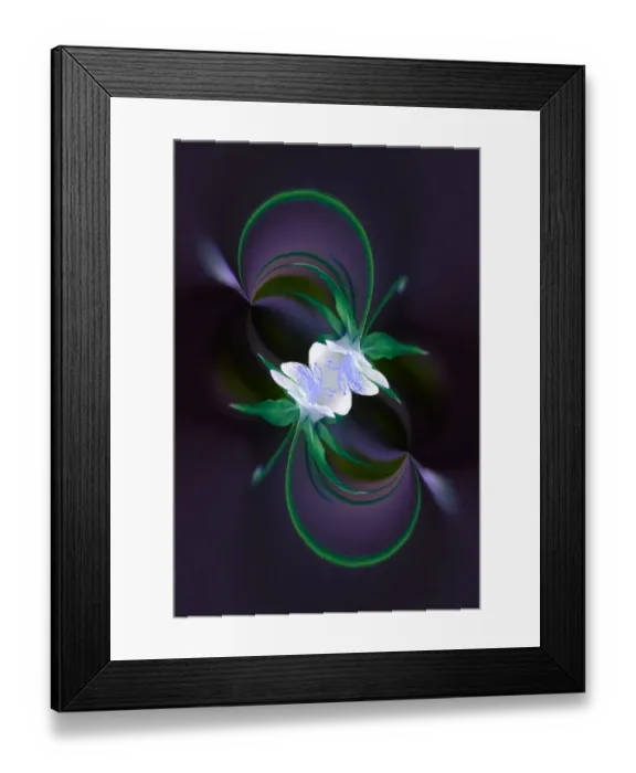 Framed Print : Columbine flower, Colorado Framed Print : Columbine flower, Colorado