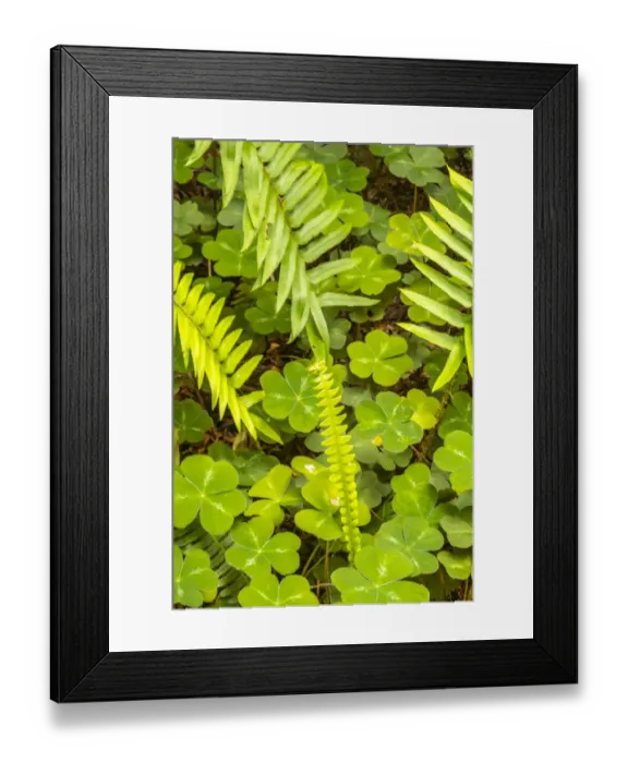 Framed Print : USA, California, Jedediah Smith Redwoods State Park. Oxalis and fern scenic Framed Print : USA, California, Jedediah Smith Redwoods State Park. Oxalis and fern scenic