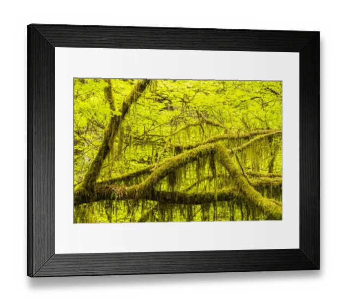 Framed Print : USA, California, Jedediah Smith Redwoods State Park. Maple tree moss-covered limbs