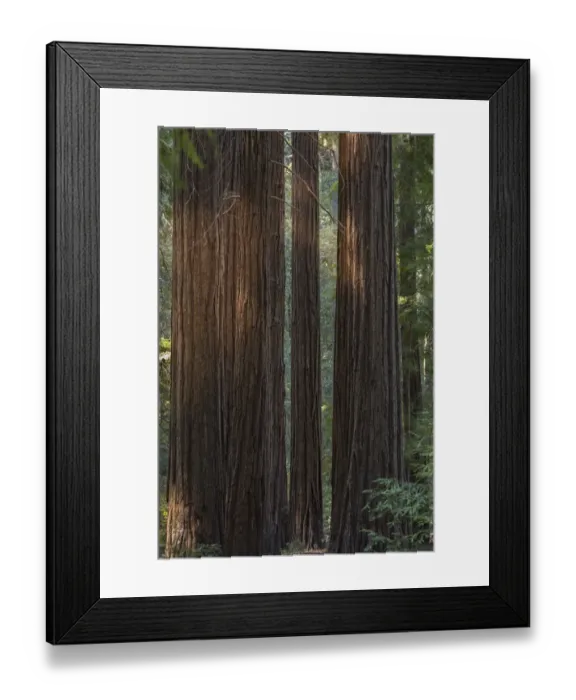 Framed Print : USA, California, Jedediah Smith Redwoods State Park. Beams of sunshine on coastal redwood trees Framed Print : USA, California, Jedediah Smith Redwoods State Park. Beams of sunshine on coastal redwood trees