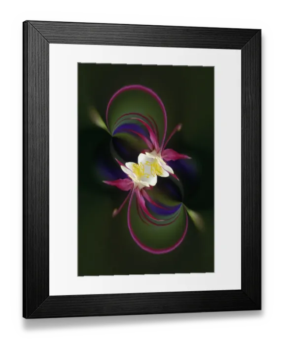 Framed Print : Columbine flower, Colorado Framed Print : Columbine flower, Colorado