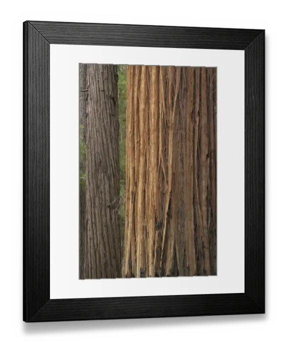 Framed Print : USA, California, Jedediah Smith Redwoods State Park. Beams of sunshine on coastal redwood trees Framed Print : USA, California, Jedediah Smith Redwoods State Park. Beams of sunshine on coastal redwood trees
