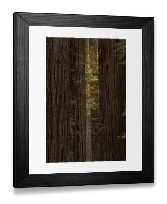 Framed Print : USA, California, Humboldt Redwoods State Park. Sunbeams on coastal redwood forest Framed Print : USA, California, Humboldt Redwoods State Park. Sunbeams on coastal redwood forest